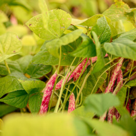 Markt im Stadtgarten