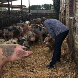 Markt im Stadtgarten