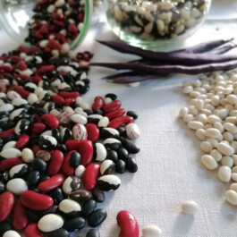 Markt im Stadtgarten