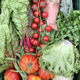 Markt im Stadtgarten