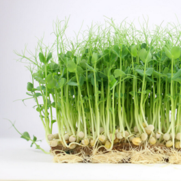 Markt im Stadtgarten