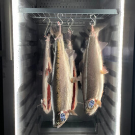 Markt im Stadtgarten