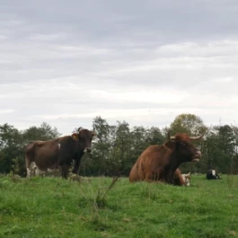 Markt im Stadtgarten