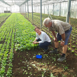Markt im Stadtgarten