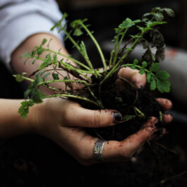 Markt im Stadtgarten