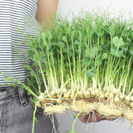 Markt im Stadtgarten