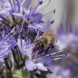 Markt im Stadtgarten