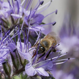 Markt im Stadtgarten