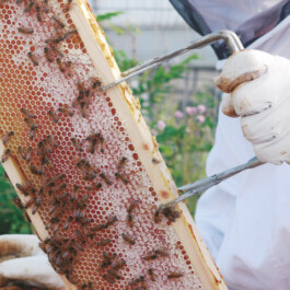 Markt im Stadtgarten