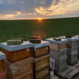 Markt im Stadtgarten