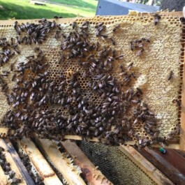 Markt im Stadtgarten