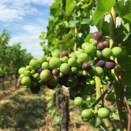 Markt im Stadtgarten