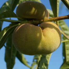 Markt im Stadtgarten