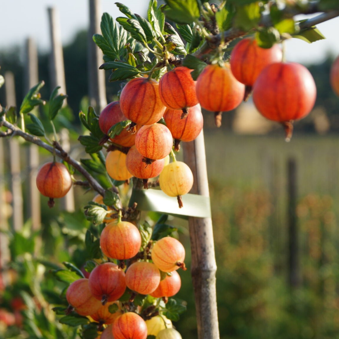Markt im Stadtgarten — Bomanns Obstgenuss