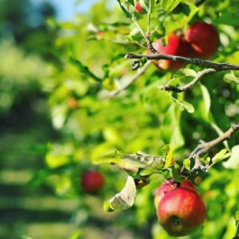 Markt im Stadtgarten
