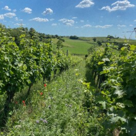 Markt im Stadtgarten