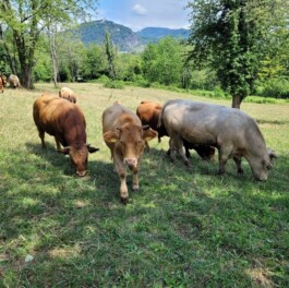 Markt im Stadtgarten