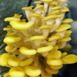 Markt im Stadtgarten