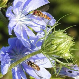 Markt im Stadtgarten